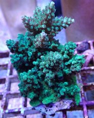 画像2: No.27 フィジー産 浅場ミドリイシ (2)