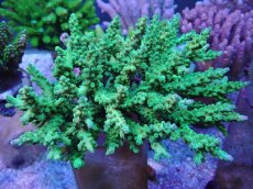 画像1: No.28 フィジー産 浅場ミドリイシ (1)