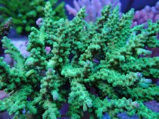 画像2: No.28 フィジー産 浅場ミドリイシ (2)