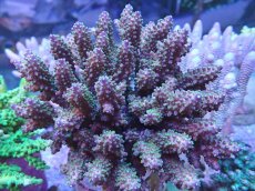 画像1: No.29 フィジー産 トゲホソエダミドリイシ (1)