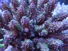 画像2: No.29 フィジー産 トゲホソエダミドリイシ (2)