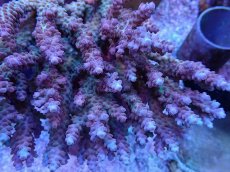 画像2: No.31 オーストラリア産 チェリーブロッサム (2)