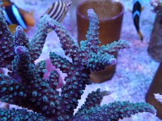 画像2: No.32 スギノキミドリイシ (2)