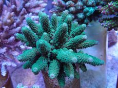 画像2: No.34 フィジー産 ツツユビミドリイシ (2)