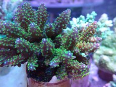 画像2: No.35 フィジー産 トゲホソエダミドリイシ (2)