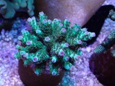 画像1: No.40 フィジー産 カドエダミドリイシ (1)