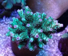 画像2: No.40 フィジー産 カドエダミドリイシ (2)