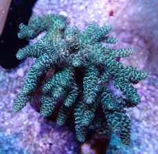 画像1: No.41 フィジー産 ハイマツミドリイシ (1)