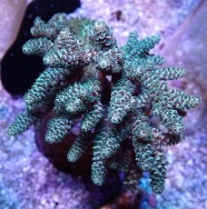 画像2: No.41 フィジー産 ハイマツミドリイシ (2)