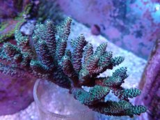 画像2: No.42 フィジー産 ハイマツミドリイシ (2)