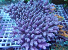 画像1: No.43 ウスエダミドリイシ　XXLサイズ (1)