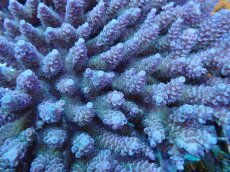 画像2: No.43 ウスエダミドリイシ　XXLサイズ (2)