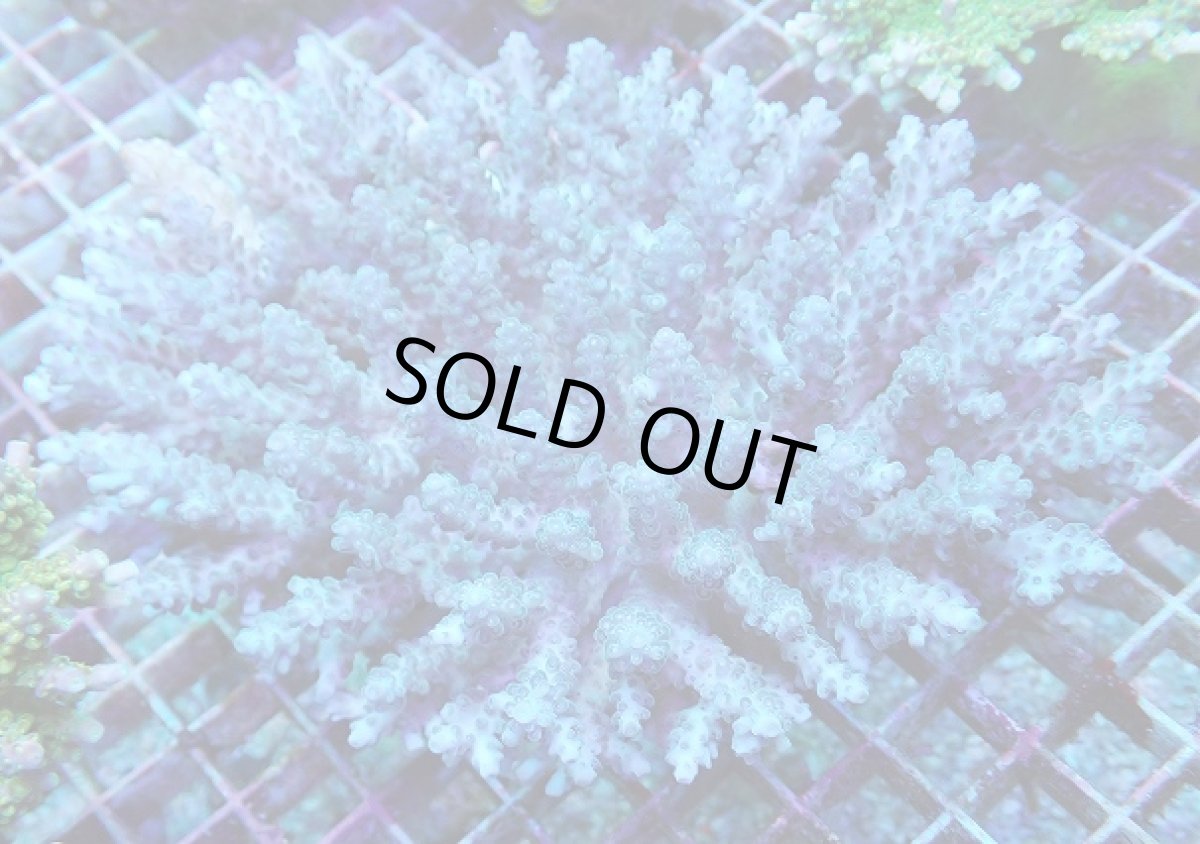 画像1: No.44 オーストラリア産 浅場ミドリイシ (1)