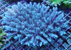 画像1: No.44 オーストラリア産 浅場ミドリイシ (1)