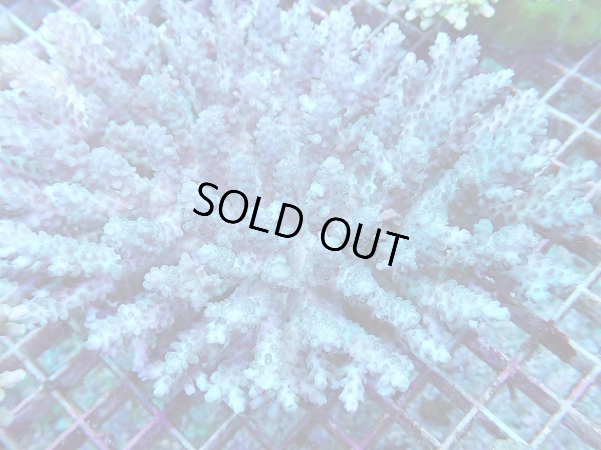 画像2: No.44 オーストラリア産 浅場ミドリイシ (2)