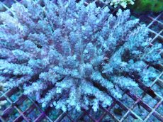 画像2: No.44 オーストラリア産 浅場ミドリイシ (2)