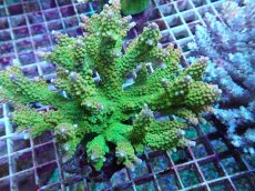 画像2: No.45 ナタレンシス ミドリイシ (2)