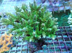 画像1: No.46 ナタレンシス ミドリイシ (1)