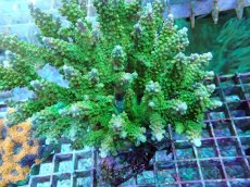 画像2: No.46 ナタレンシス ミドリイシ (2)