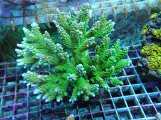 画像1: No.47 ナタレンシス ミドリイシ (1)