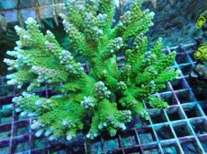 画像2: No.47 ナタレンシス ミドリイシ (2)