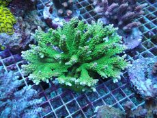 画像1: No.48 ナタレンシス ミドリイシ (1)