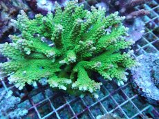 画像2: No.48 ナタレンシス ミドリイシ (2)