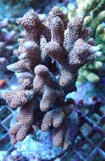 画像2: No.49 ハイマツミドリイシ (2)