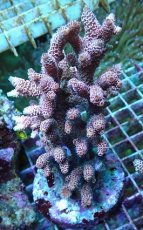 画像1: No.50 ハイマツミドリイシ (1)