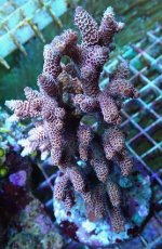 画像2: No.50 ハイマツミドリイシ (2)