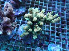 画像1: No.51 ハイマツミドリイシ (1)