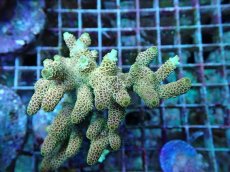 画像2: No.51 ハイマツミドリイシ (2)