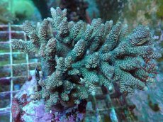 画像2: No.52 ハイマツミドリイシ (2)