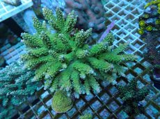 画像1: No.53 ナタレンシス ミドリイシ (1)