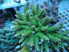 画像2: No.53 ナタレンシス ミドリイシ (2)