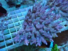 画像1: No.54 オーストラリア産 anthoceris (1)