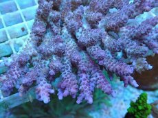 画像2: No.54 オーストラリア産 anthoceris (2)