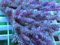 画像2: No.55 オーストラリア産 anthoceris (2)