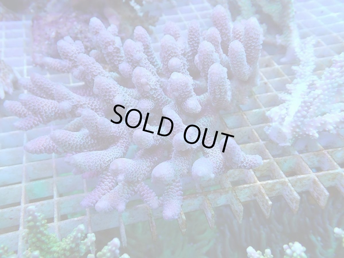 画像1: No.56 オーストラリア産 スパスラータ (1)