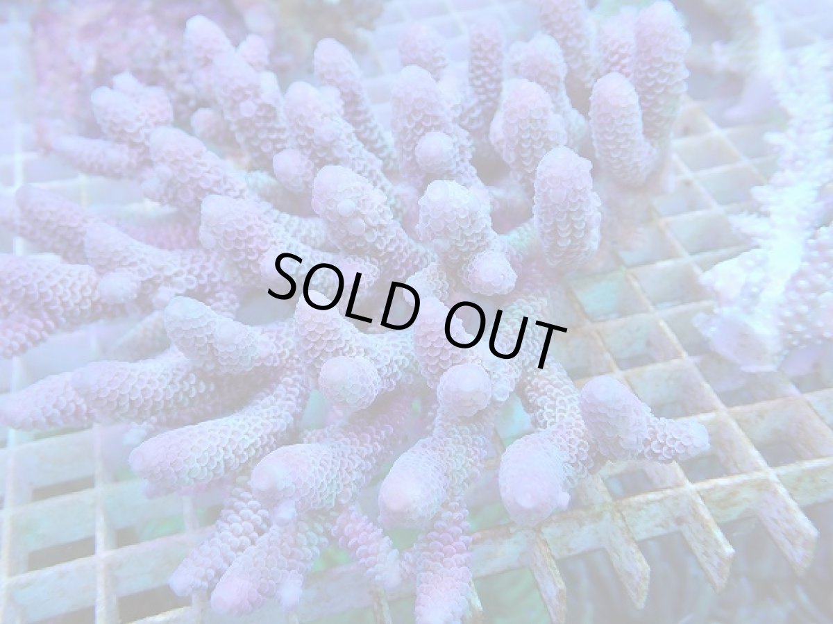 画像2: No.56 オーストラリア産 スパスラータ (2)