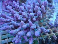 画像2: No.56 オーストラリア産 スパスラータ (2)