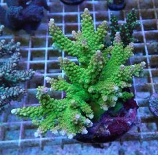 画像1: No.57 ナタレンシス ミドリイシ (1)