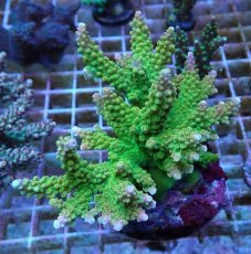 画像2: No.57 ナタレンシス ミドリイシ (2)