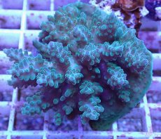 画像2: No.58 フィジー産 浅場ミドリイシ (2)