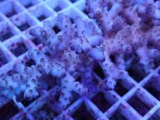 画像2: No.59 オーストラリア産 ロリペス (2)