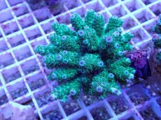 画像1: No.60 フィジー産 カドエダミドリイシ (1)