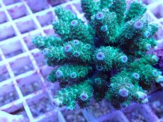 画像2: No.60 フィジー産 カドエダミドリイシ (2)