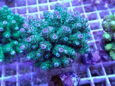 画像1: No.61 フィジー産 カドエダミドリイシ (1)