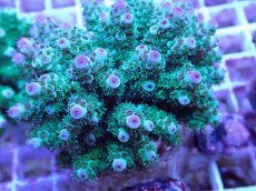 画像2: No.61 フィジー産 カドエダミドリイシ (2)