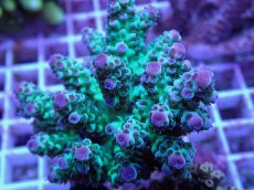 画像2: No.62 フィジー産 カドエダミドリイシ (2)